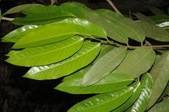 Gymnacranthera canarica